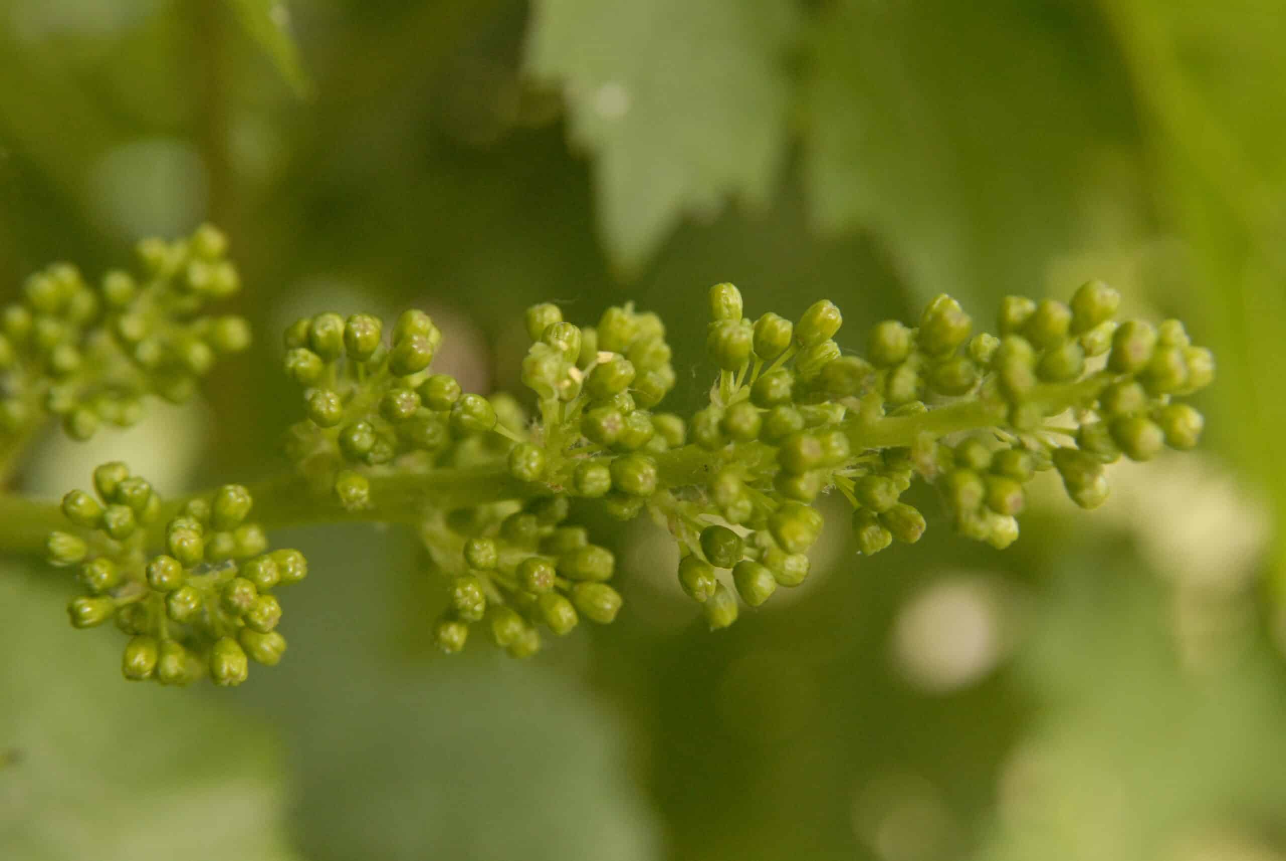 CHAMPAGNE MICHEL FAGOT INFLORESCENCE