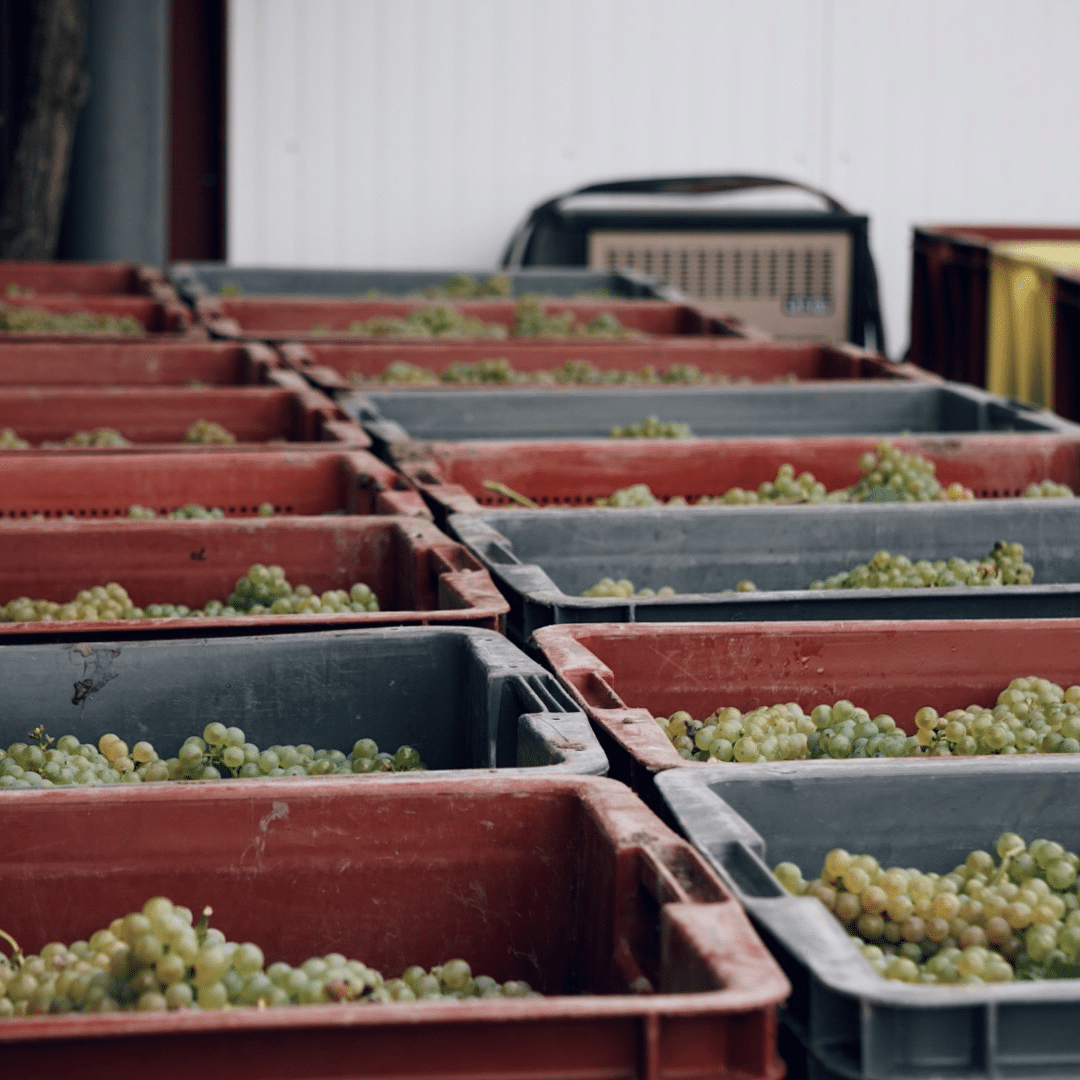 domaine-michel-fagot-preparation-vendange