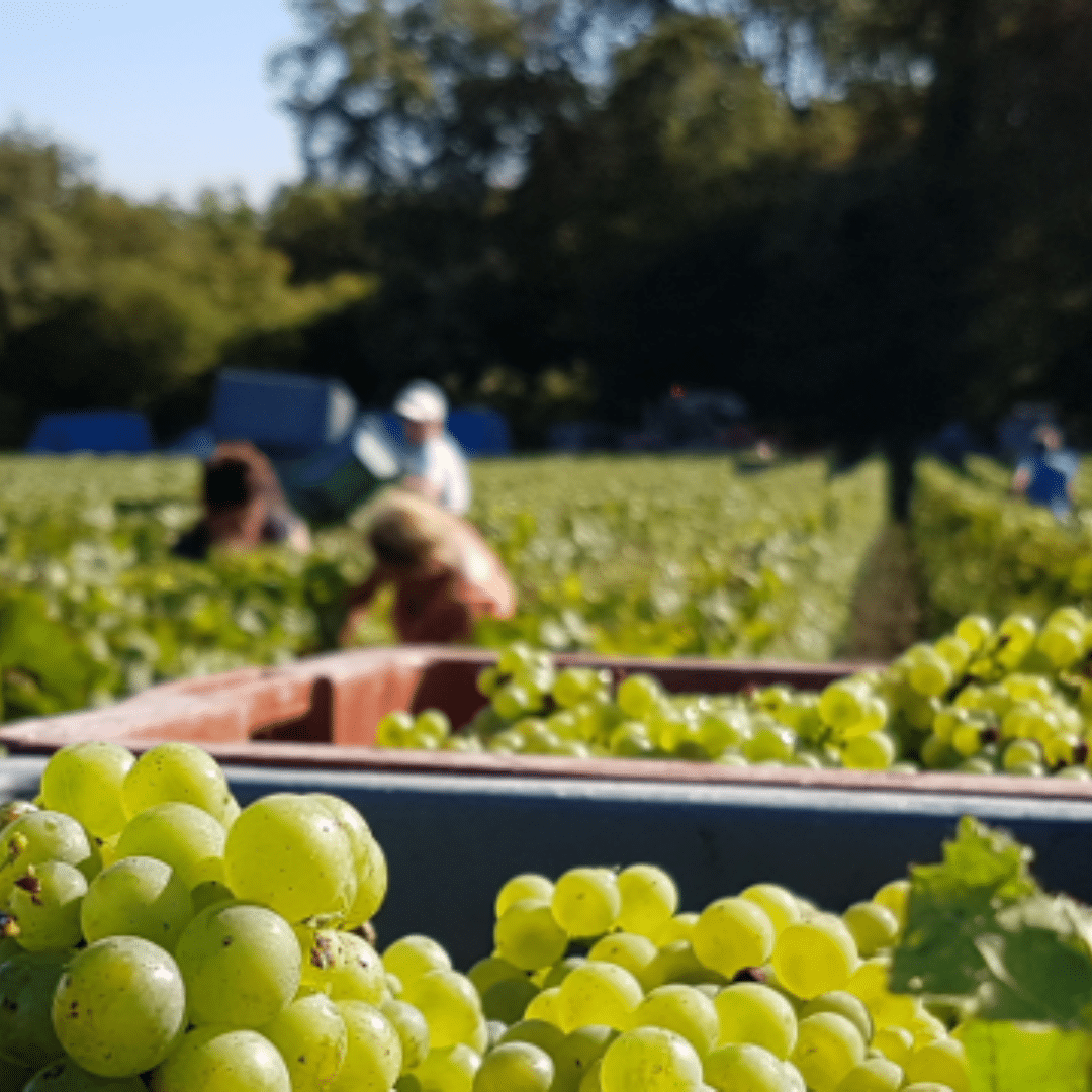 domaine-michel-fagot-preparation-vendange