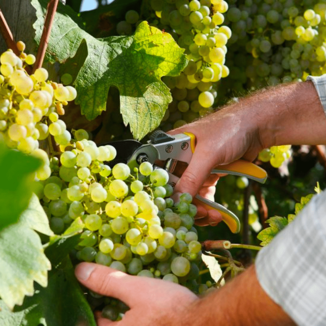 domaine-michel-fagot-preparation-vendange