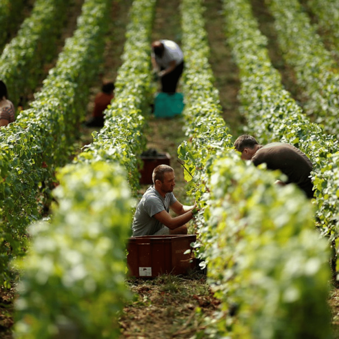 domaine-michel-fagot-preparation-vendange