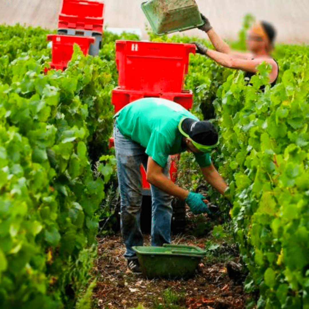 domaine-michel-fagot-preparation-vendange