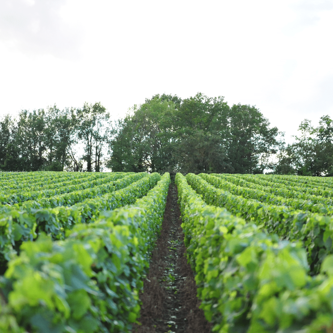 PRÉPARATION DU VIGNOBLE 1