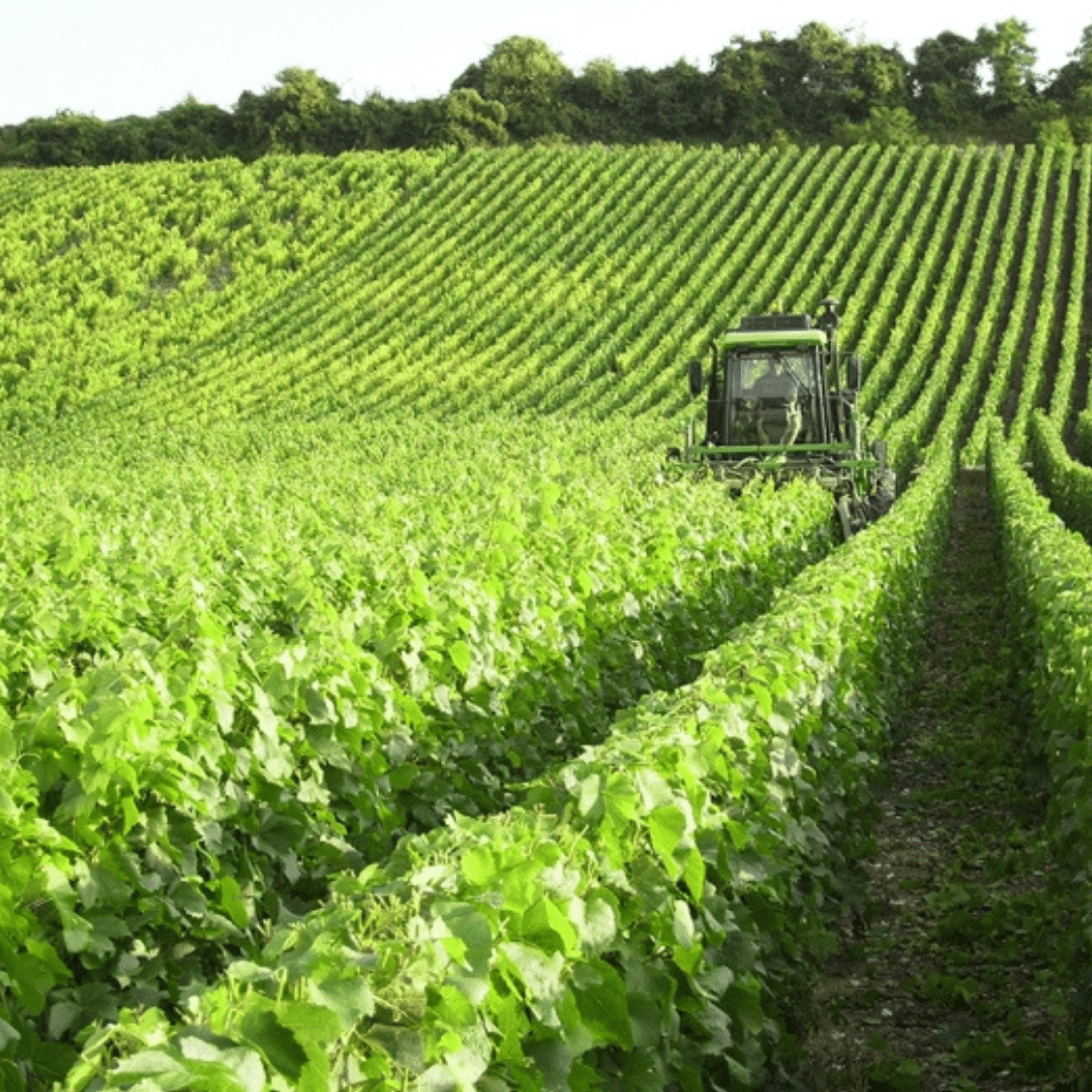 PRÉPARATION DU VIGNOBLE 2